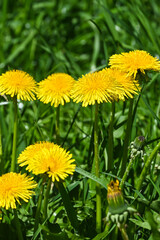 Yellow dandelions.