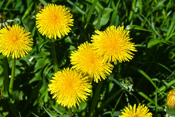 Yellow dandelions.