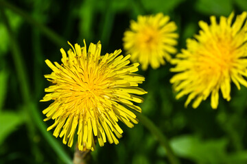 Yellow dandelions.