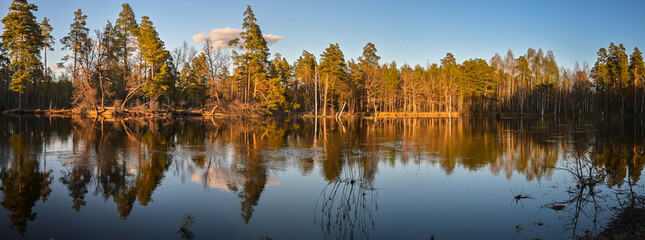 Fototapeta premium Panorama of the forest river in the national park.