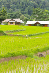 Fototapeta na wymiar Beautiful green Rice Terraces in Doi inthanon, Maeglangluang Karen village, chiangmai Thailand