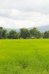 Fototapeta na wymiar green rice field in Thailand