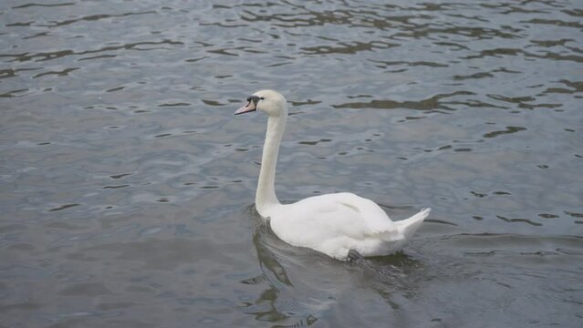 Majestic white swan swimming in river water with ripples, close up follow view