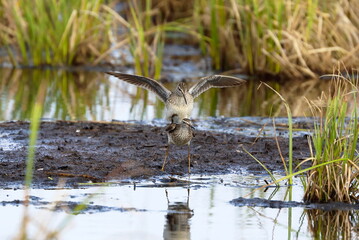 Married couple Wood sandpiper in the spring in the north of Russia