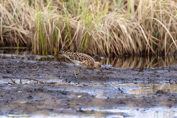Philomachus pugnax. Female Ruff in spring in the tundra in northern Siberia