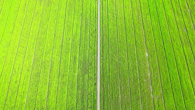 Drone flying over the beautiful rice field scenery. nature green pattern

