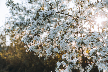 Blooming apple tree in the garden. Selective focus.