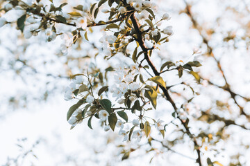 Blooming apple tree in the garden. Selective focus.