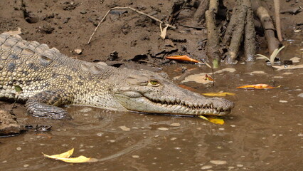 Close up of an American crocodile (Crocodylus acutus) in the Tamarindo Wildlife Refuge, Tamarindo, Costa Rica
