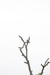 bird perching on a branch, white background