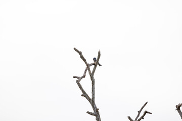 bird perching on a branch, white background