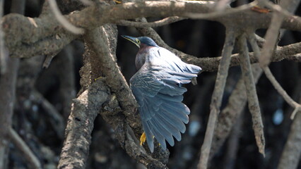 Obraz premium Green heron (Butorides virescens) perched in the mangrove roots with its wing extended in the Tamarindo Wildlife Refuge, Tamarindo, Costa Rica