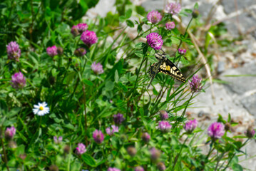 Old World Swallowtail or common yellow swallowtail (Papilio machaon) sitting on pink flower in Zurich, Switzerland