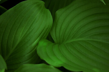 Obraz premium close up of green leaves