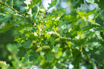 Fototapeta premium Green acorns hanging on oak branches on a sunny day