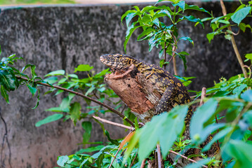 Varan lizard on the tree in Zanzibar, Tanzania