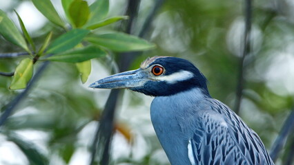 Close up of a yellow-crowned night heron (Nyctanassa violacea) perched in a tree in the Tamarindo Wildlife Refuge, Tamarindo, Costa Rica