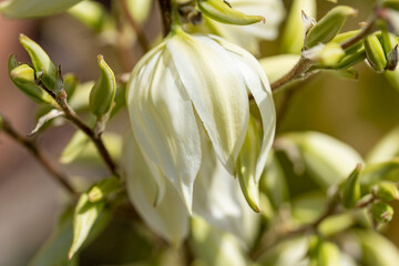 fleur de yucca