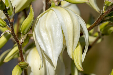 fleur de yucca