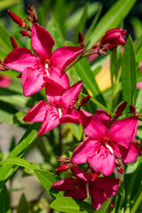 fleurs de nerium © Pascal Cointe