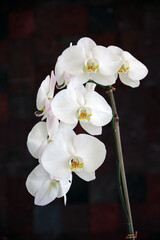 Close-up view of white orchid blossoms against dark background