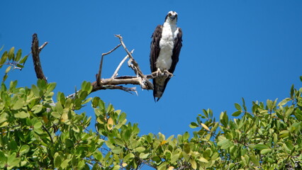 Western osprey (Pandion haliaetus) perched in a tree against a blue sky in the Tamarindo Wildlife...