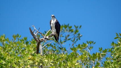 Western osprey (Pandion haliaetus) perched in a tree against a blue sky in the Tamarindo Wildlife Refuge, Tamarindo, Costa Rica