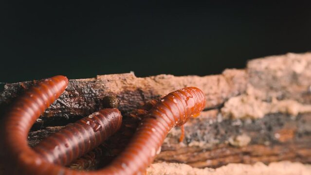 Millipede make love above ground. Wood and concrete. Wildlife or insect have a couple.