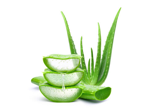 Aloe vera sliced with gel dripping isolated on white background.