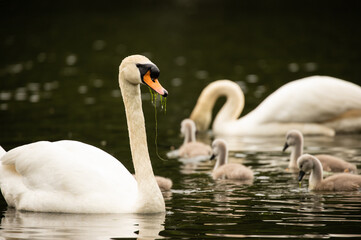 Mute swan cygnets on the water