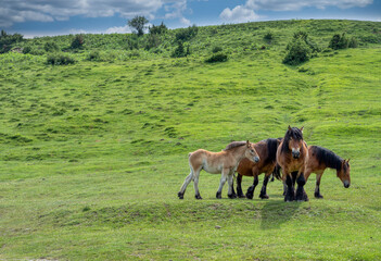 HIGH MOUNTAIN HORSES GRAZING