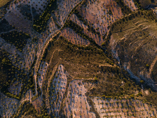 Zenithal drone view of mosaic crop mosaic of olive groves in extensive and intensive agriculture