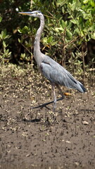 Great blue heron (Ardea Herodias) on a mud bank in the mangrove forest in the Tamarindo Wildlife Refuge, Tamarindo, Costa Rica