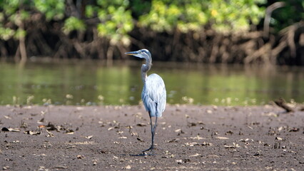 Great blue heron (Ardea Herodias) on a mud bank in the mangrove forest in the Tamarindo Wildlife Refuge, Tamarindo, Costa Rica