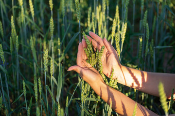 Young wheat field. Women's hands holding ears of wheat in the field