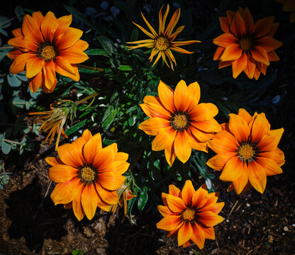Top View Of Beautiful Low Orange Flowers Outside In The Garden