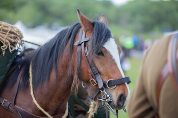 chestnut and white coloured horse head shot close up