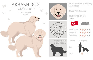 Obraz premium Akbash dog longhaired clipart. Different poses, coat colors set