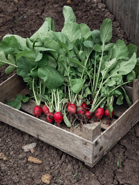 Farm radish. a wooden box with a harvest of juicy farm radishes. Fresh, healthy and tasty vegetables for salad, fresh from the garden, close-up vertikal photo