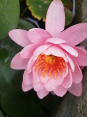 Fototapeta premium Ninfea Fabiola pond plants water lilies aquatic plants-