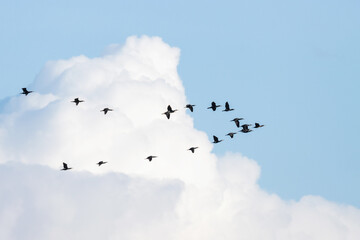 Flock of Great cormorants flying in sky during spring migration