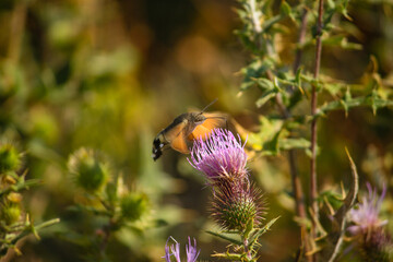 macro