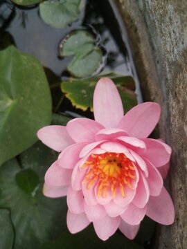 Ninfea Fabiola pond plants water lilies aquatic plants-