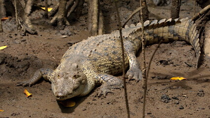 American crocodile (Crocodylus acutus) on the muddy bank in a mangrove forest, in the Tamarindo...