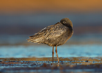 Spotted redshank (Tringa erythropus) resting in the wetlands.
