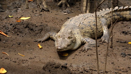 American crocodile (Crocodylus acutus) on the muddy bank in a mangrove forest, in the Tamarindo...
