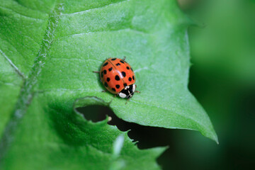 Red ladybug sitting on green leaf