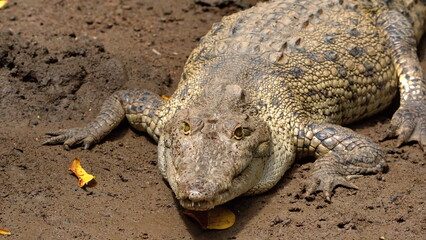 American crocodile (Crocodylus acutus) on the muddy bank in a mangrove forest, in the Tamarindo...