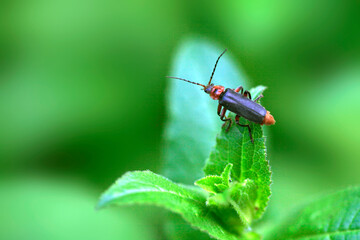 Cute bug on green grass