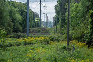 Power grid in the forest